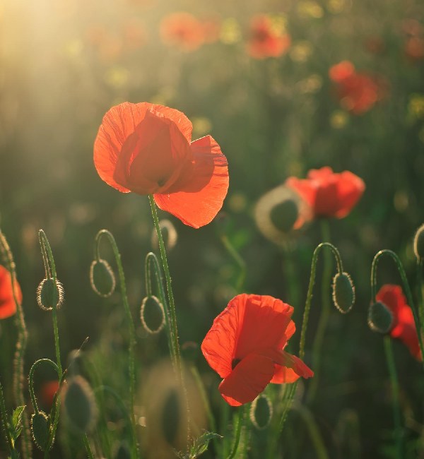 Red poppy flower